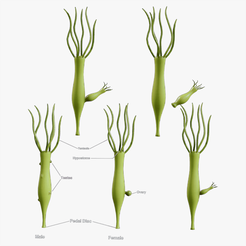 Hydra_Tumbnail.png Hydra Gender and Ovary Stages