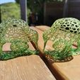 IMG_20191130_122139.jpg Kiwi
