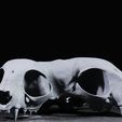 CatCat_1.jpg Conjoined Domestic Cat Skull (Pre Supported)