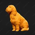 1033-Basset_Griffon_Vendeen_Petit_Pose_04.jpg Basset Griffon Vendeen Petit Dog 3D Print Model Pose 04