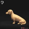 Dachshund-Smooth-Haired-Pose-04-Dog-3D-Print-7s.jpeg Teckel à poil lisse Pose 04