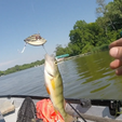 Screenshot (468).png LIPLESS CRANKBAIT 2 INCH