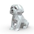 1.jpg Maltese dog