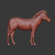 zebra1.png Зебра 3d рельеф .stl файл
