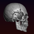 4.png Skull detailed