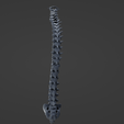 s4.png Vertebral Column