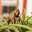 7.jpg PitBull Dog Flexi_Print_In_Place