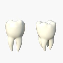 tooth-molar1.jpg tooth molar