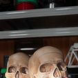 7dcb4709-c8bd-4155-bd15-d0eca41370f4.jpg articulated human skull skull