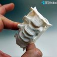 cervical036n.jpg 3D printed Cervical Spine