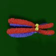 sig0020-1.jpg Chromosome homologous centromere kinetochore blender 3d model