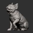 French-Bulldog12.jpg French Bulldog 3D print model