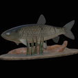 Grass-carp-1.png fish grass carp / Ctenopharyngodon idella / amur bílý statue detailed texture for 3d printing