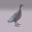 Partridge_0002.jpg Perdiz