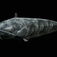 Catfish-Europe-3.png FISH WELS CATFISH / SILURUS GLANIS solo model detailed texture for 3d printing