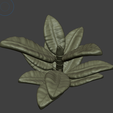 Zrzut-ekranu-2026-05-10-130427.png ficus elestica bits young plant