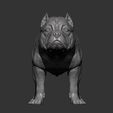 american-bulldog-standing11.jpg American Bully standing 3D printed model