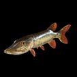 3332-POLY.jpg PIKE FISH Esox Masquinongy FISH ANIMAL SEA 3D MODEL 3D - FISH Muskellunge MONSTER HUNTER RAPTOR DINOSAUR RAPTOR 3D MODEL