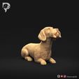 Dachshund-Wire-Haired-Pose-08-Dog-3D-Print-1s.jpeg Dachshund Wire Haired Pose 08