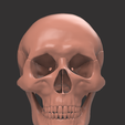 1.png HUMAN SKULL DETAILED