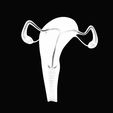 Female-Reproductive-System-7.jpg Female Reproductive System