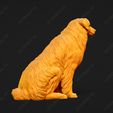 534-Australian_Shepherd_Dog_Pose_04.jpg Australian Shepherd Dog 3D Print Model Pose 04