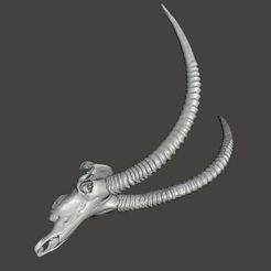 sable1.jpg Fichier STL Crâne d'antilope charbonnière・Design à télécharger et à imprimer en 3D
