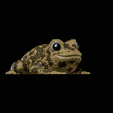 2.png Flexi Frog