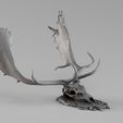 Render_01_030008.jpg 001731 Fallow Deer Skull – Raw 3D Scan