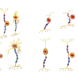 Neuron_Render_2.png Types of Neurons
