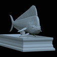Base-mahi-mahi-26.png fish mahi mahi / common dolphin fish statue detailed texture for 3d printing