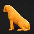 3043-Bullmastiff_Pose_06.jpg Bullmastiff Dog 3D Print Model Pose 06