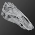 Maiasaura_skull03.jpg Young Maiasaura Skull