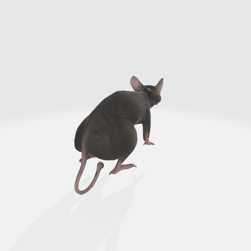 🐀 Realistic 3D Rat Model - Rodent Animal・ 3D File for 3D printing and ...