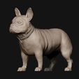 05.jpg French Bulldog model 3D print model