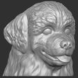 4.jpg Puppy of Bernese Mountain Dog head for 3D printing