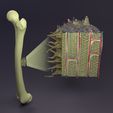 image-1.jpg Bone histology anatomy 3D