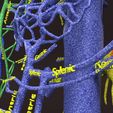 PSfinal0051.jpg Human venous system schematic 3D