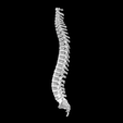 Screen-Shot-2023-02-03-at-3.17.39-PM.png 3D file Entire Human Spine Cervical to Lumbar Plus Sacrum Anatomical Model・3D printable design to download