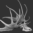 2023-01-17-3.png Megaloceros Deer skull