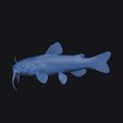 yellowfin_madtom_0013.jpg Yellowfin Madtom