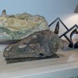 20190623_212838.jpg STL file Dinosaur Skull Eoraptor・3D printer design to download, Think3dprint