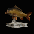 common-carp-trophy-2-2-1-2.png COMMON CARP (CYPRINUS CARPIO) fish in motion trophy statue detailed texture for 3d printing