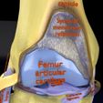 file-37.jpg Knee joint cut open detail labelled 3D model