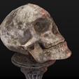 Skull-table2_Diffuse0040.png Human Skull Low Poly