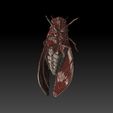 3.jpg Цикада 3D модель