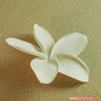 03a.jpg flowers: Plumeria - 3D printable model