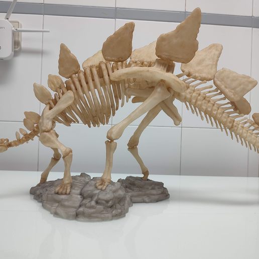 Stegosaurus Skeleton