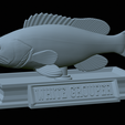 White-grouper-statue-44.png fish white grouper / Epinephelus aeneus statue detailed texture for 3d printing