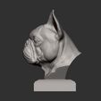 French_Bulldog6.jpg French Bulldog bust 3D print model
